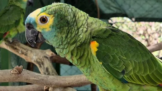 Grüner Amazonaspapagei auf einem Ast im geschützten Waldstück